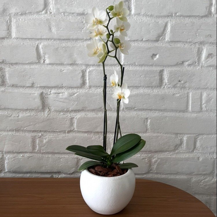 Orquídea Branca em Vaso de Cerâmica Branco