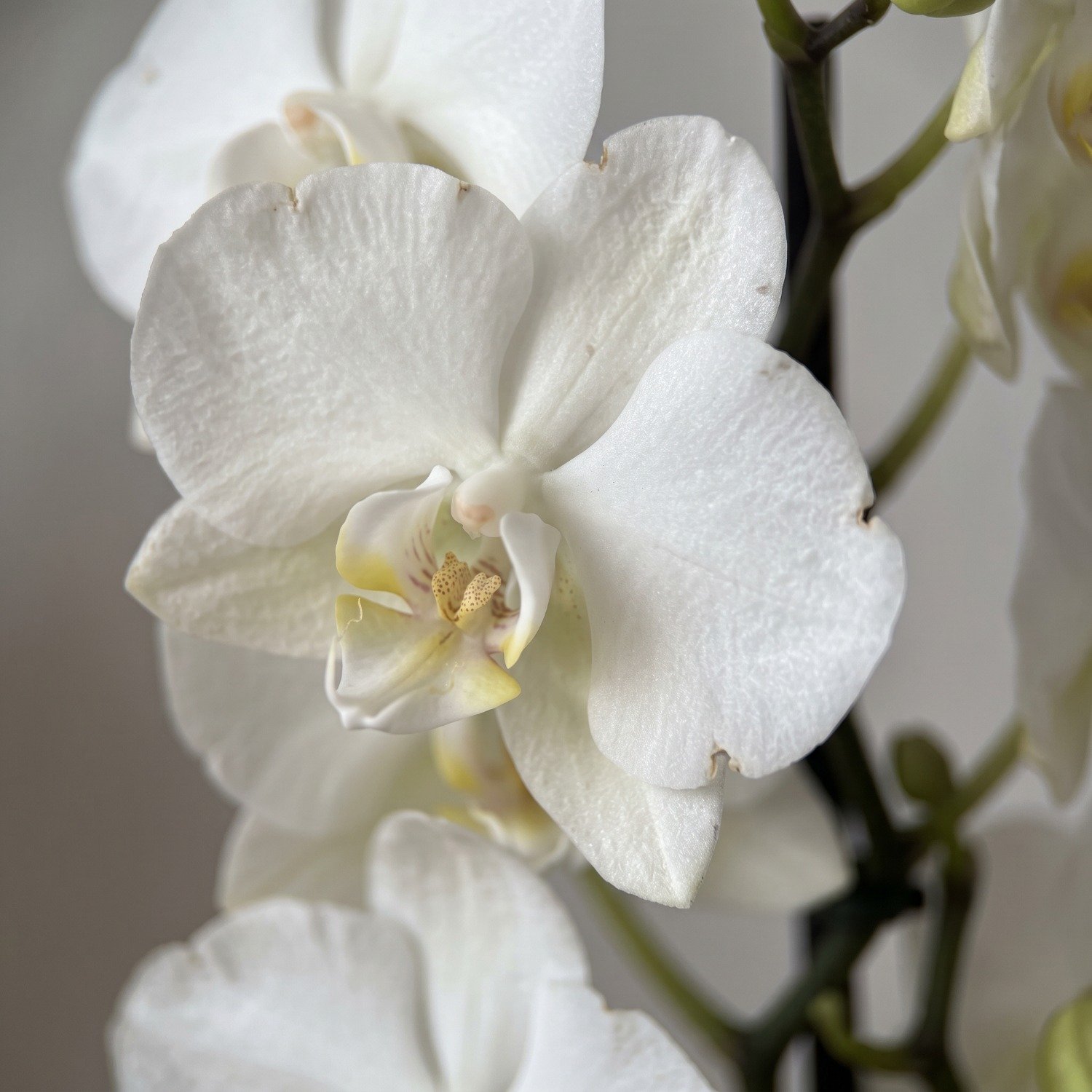 Orquídea Branca em Vaso de Cerâmica Branco