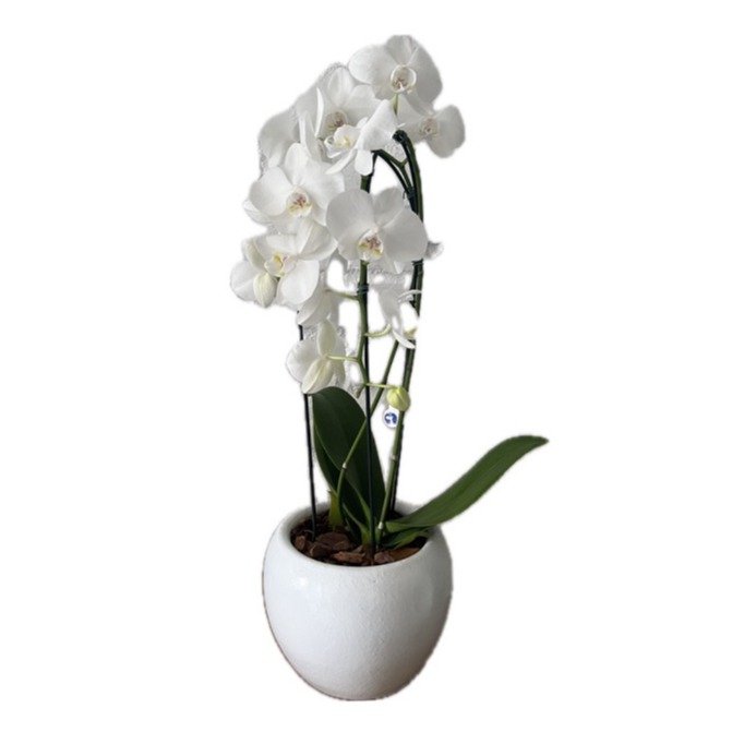 Orquídea Phalaenopsis Cascata em Vaso de Cerâmica