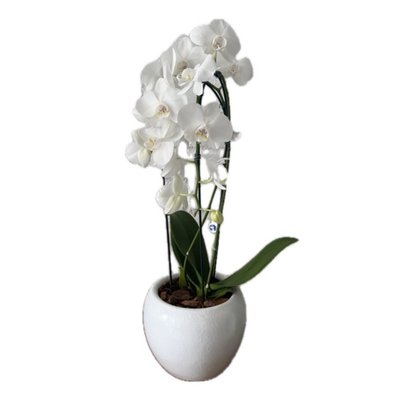 Orquídea Phalaenopsis Cascata em Vaso de Cerâmica