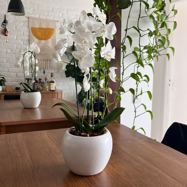 Orquídea Phalaenopsis Cascata em Vaso de Cerâmica