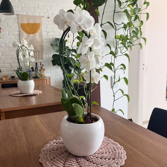 Orquídea Phalaenopsis Cascata em Vaso de Cerâmica