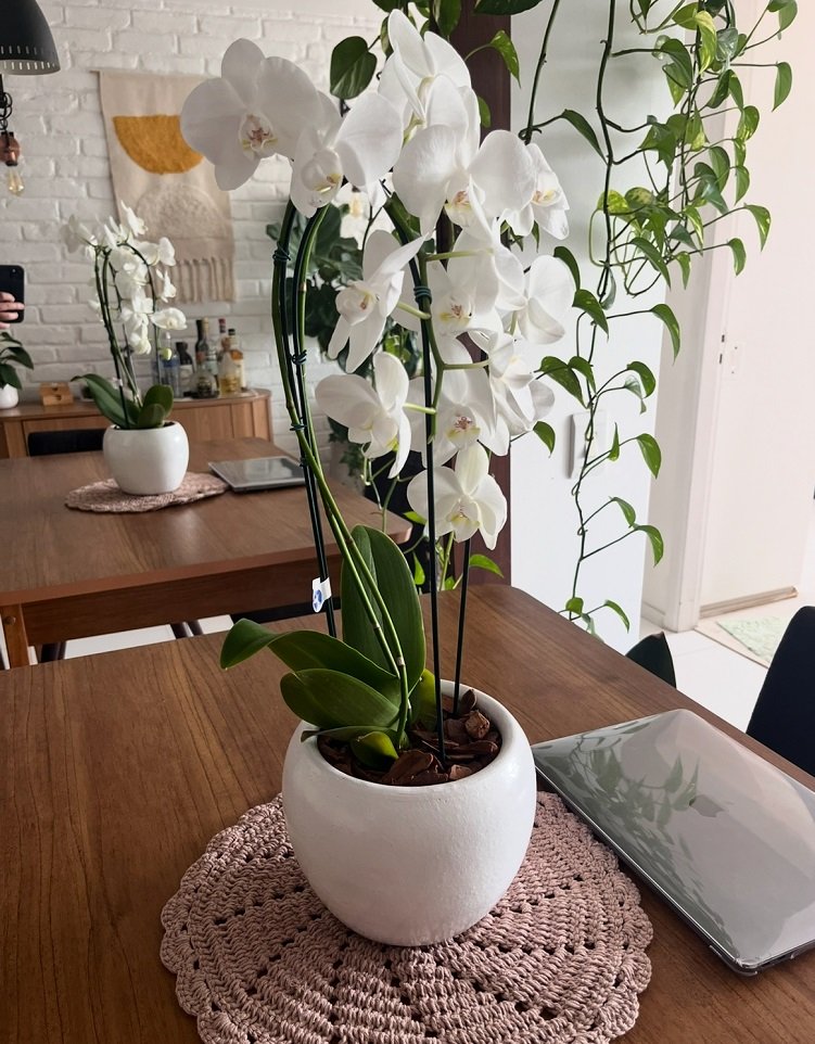 Orquídea Phalaenopsis Cascata em Vaso de Cerâmica