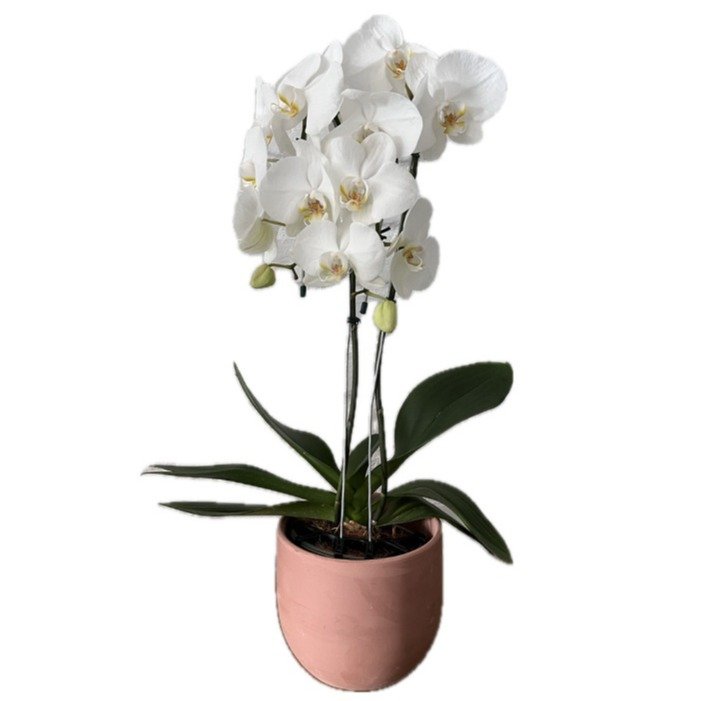 Orquídea Phalaenopsis Cascata em Vaso Terracota