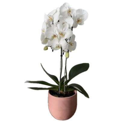 Orquídea Phalaenopsis Cascata em Vaso Terracota
