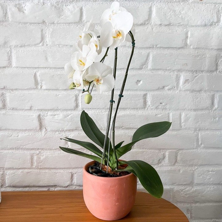 Orquídea Phalaenopsis Cascata em Vaso Terracota