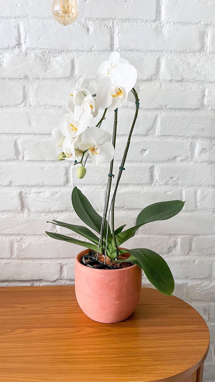 Orquídea Phalaenopsis Cascata em Vaso Terracota
