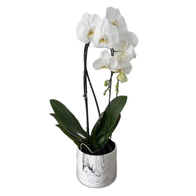Orquídea Phalaenopsis Cascata em Vaso Marmorizado