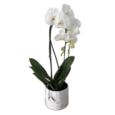 Orquídea Phalaenopsis Cascata em Vaso Marmorizado