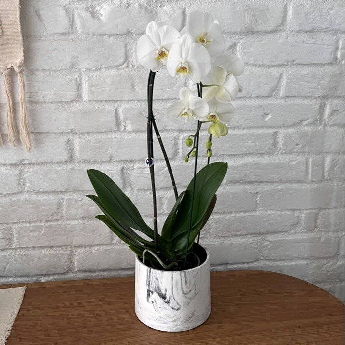 Orquídea Phalaenopsis Cascata em Vaso Marmorizado