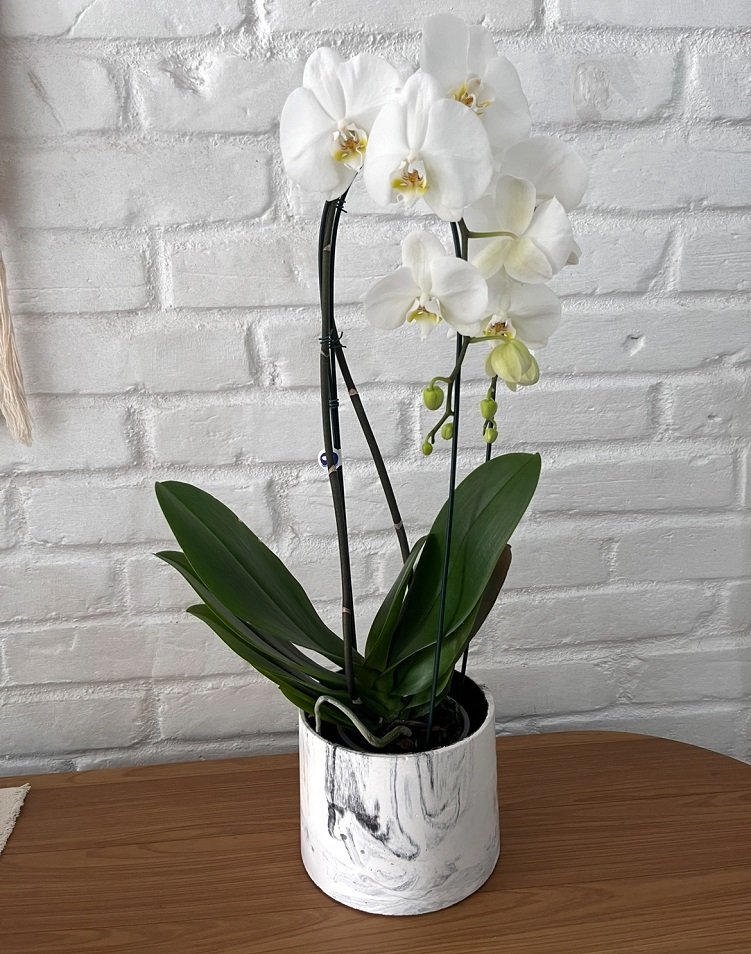 Orquídea Phalaenopsis Cascata em Vaso Marmorizado