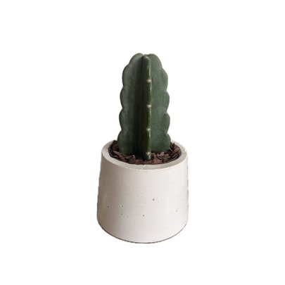 Cacto Mandacaru Sem Espinhos em Vaso Branco