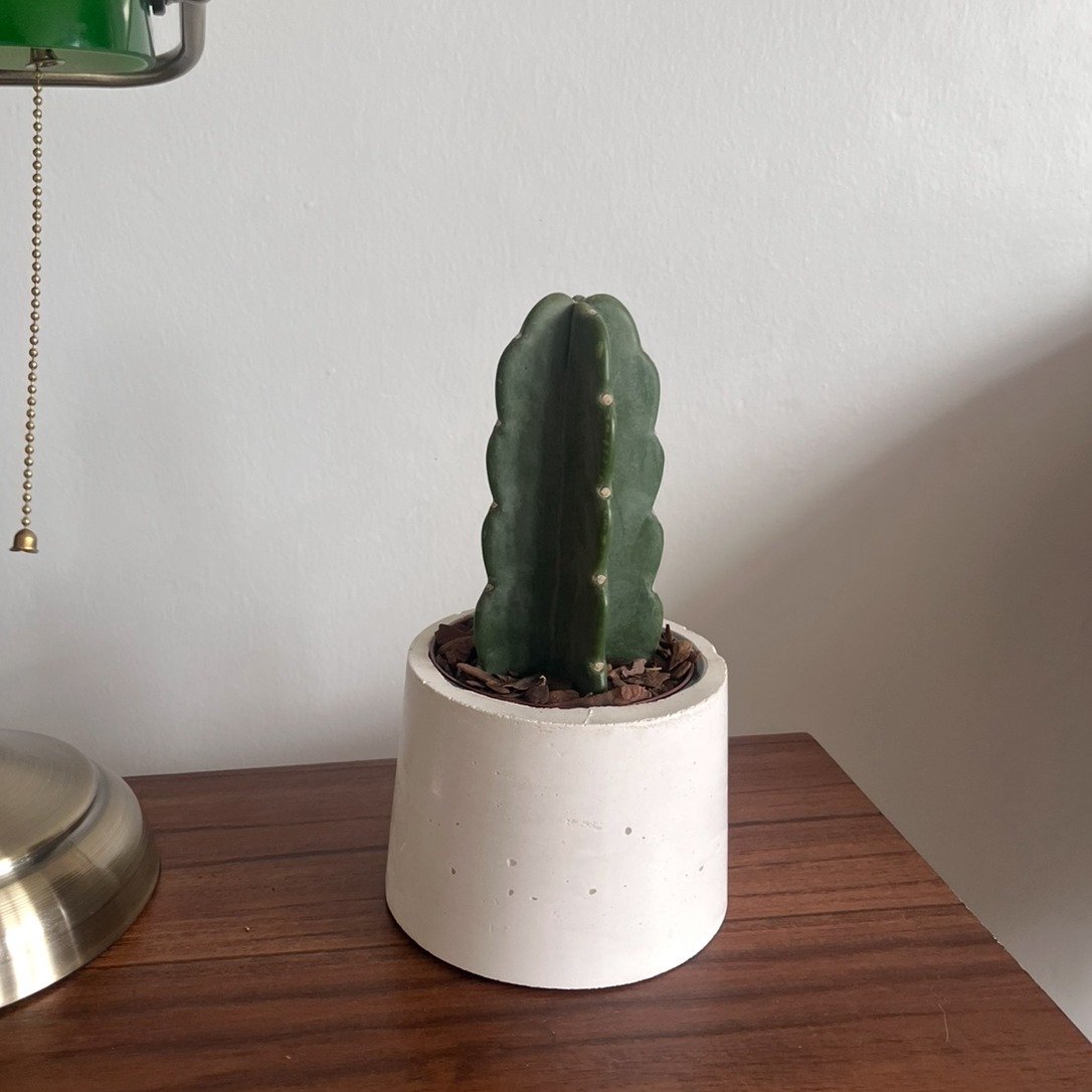 Cacto Mandacaru Sem Espinhos em Vaso Branco