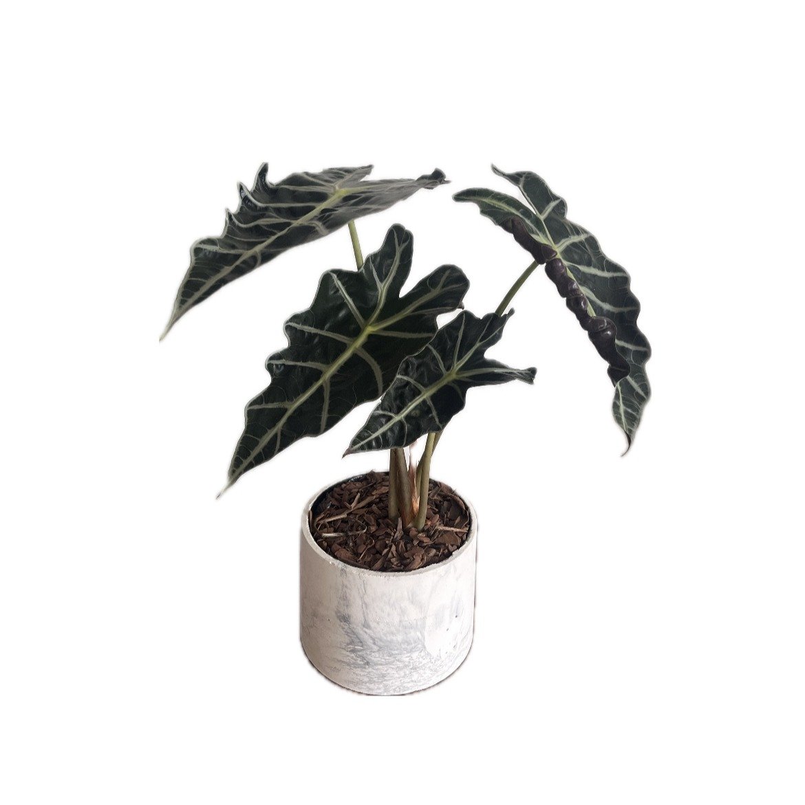 Alocasia Polly no Vaso Artesanal Marmorizado
