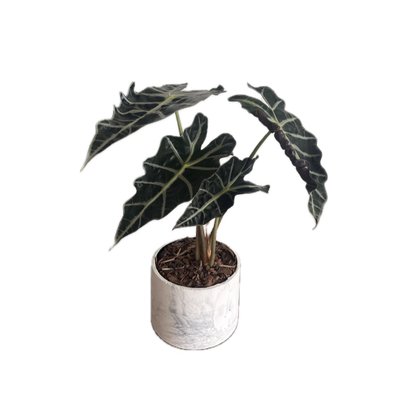 Alocasia Polly no Vaso Artesanal Marmorizado