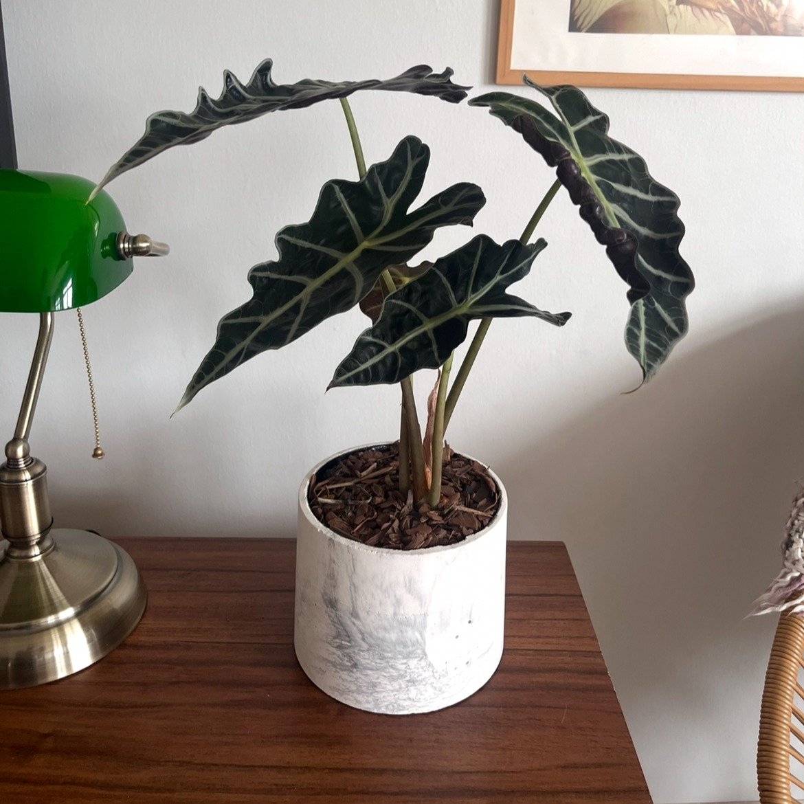 Alocasia Polly no Vaso Artesanal Marmorizado