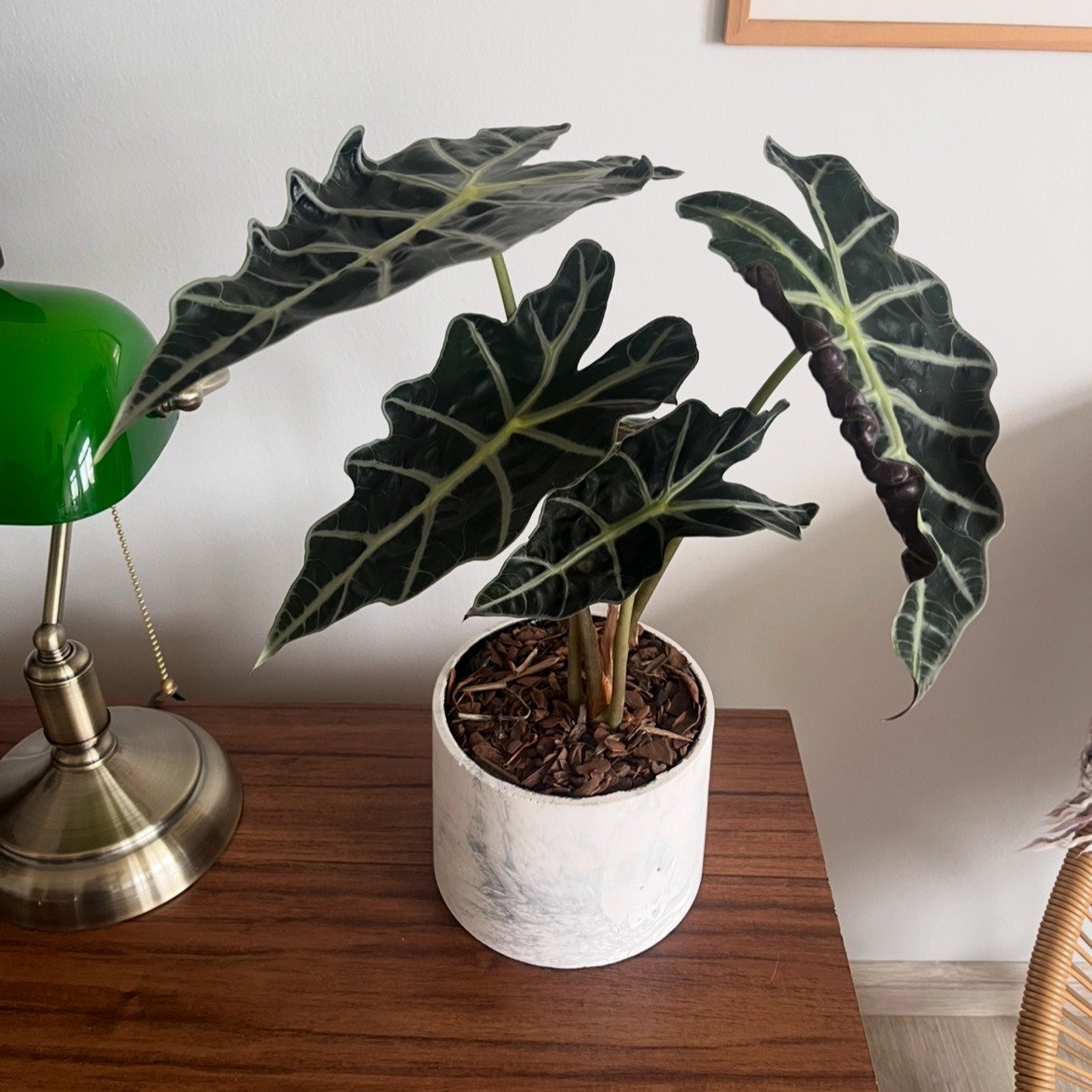 Alocasia Polly no Vaso Artesanal Marmorizado