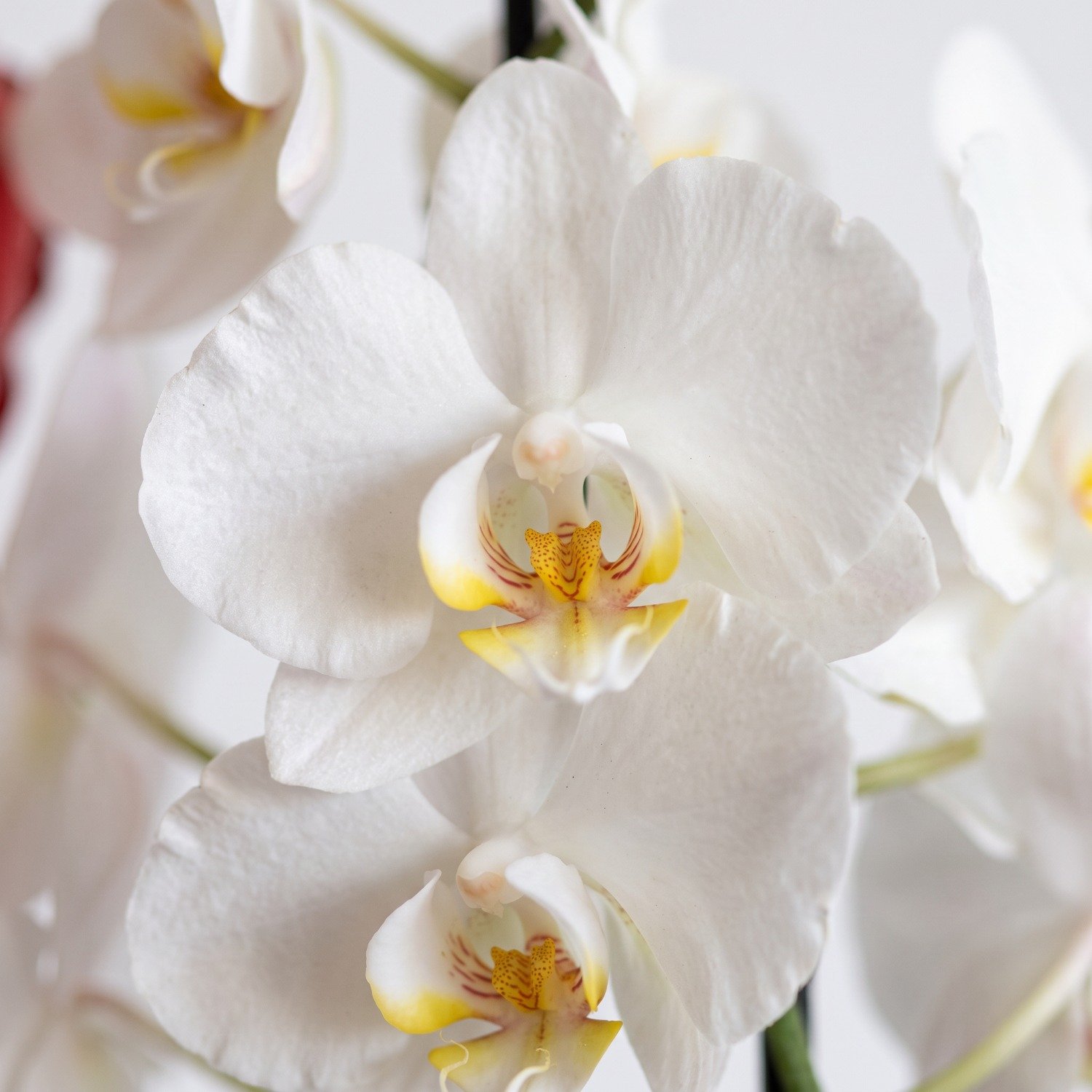 Orquídea Branca com Coração em Vaso de Cerâmica Branco