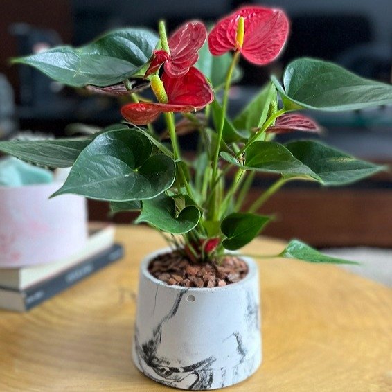 Antúrio Vermelho Especial Para as Mães