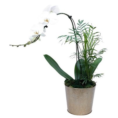 Orquidea Branca Em Vaso Dourado