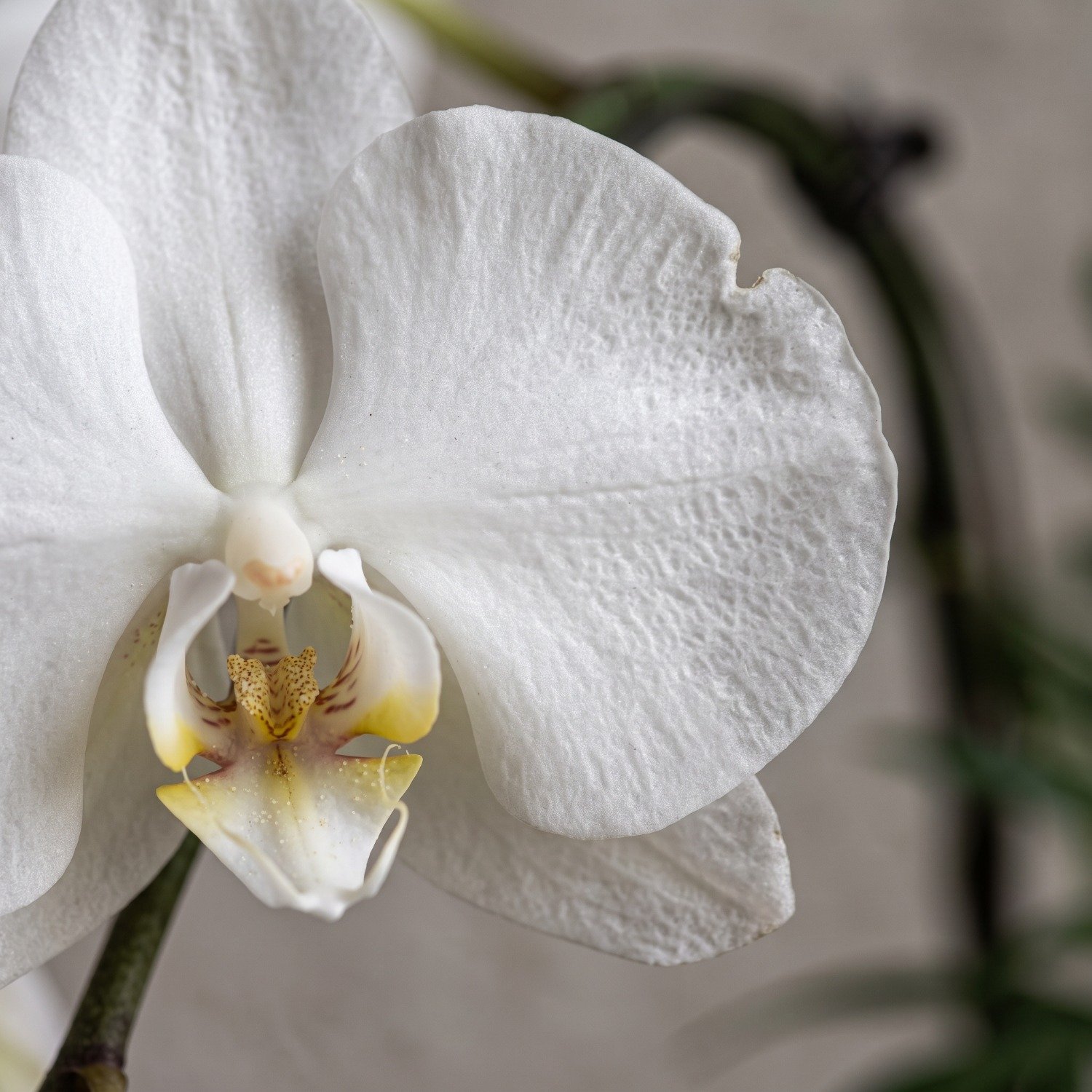 Orquidea Branca Em Vaso Preto