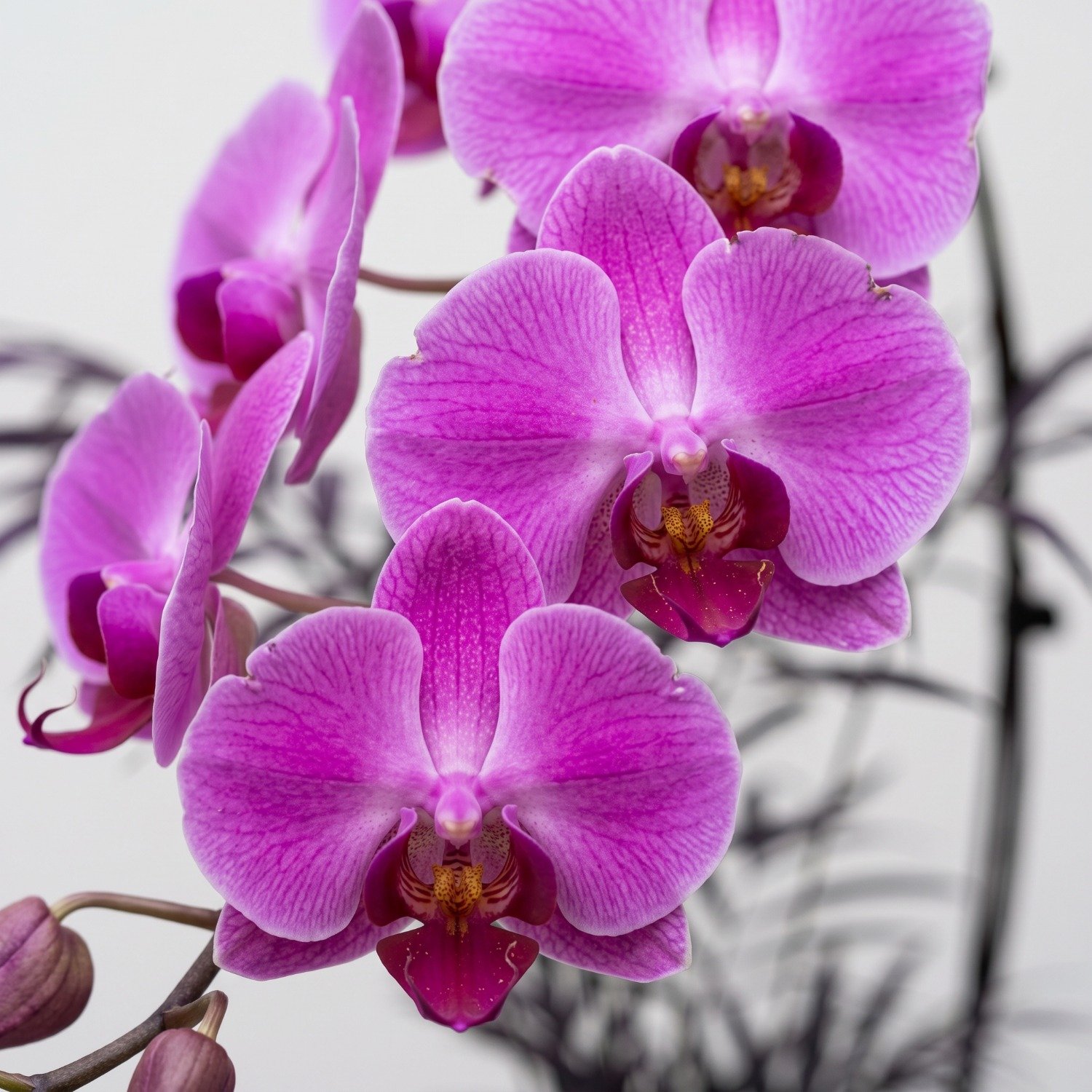 Orquidea Pink Em Vaso Preto