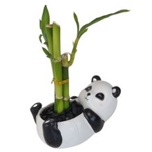 Panda Sentado com Bambu da Sorte