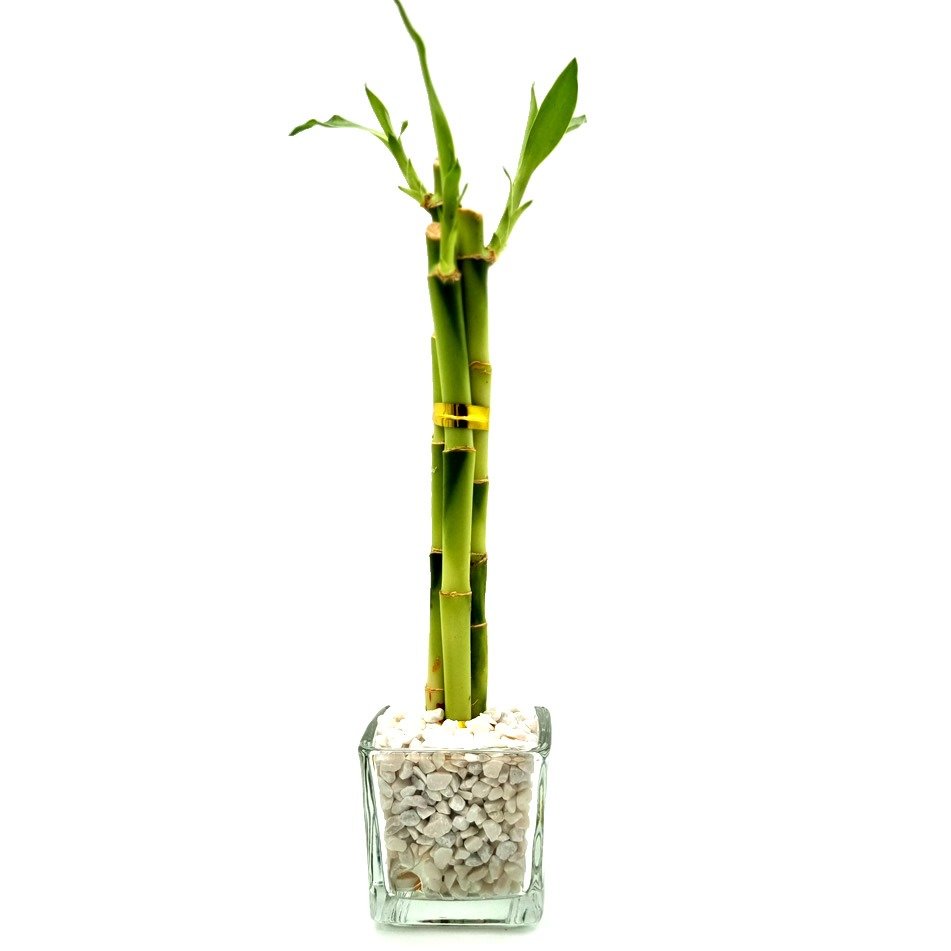 Vasinho de Vidro com Bambu da Sorte Pequeno