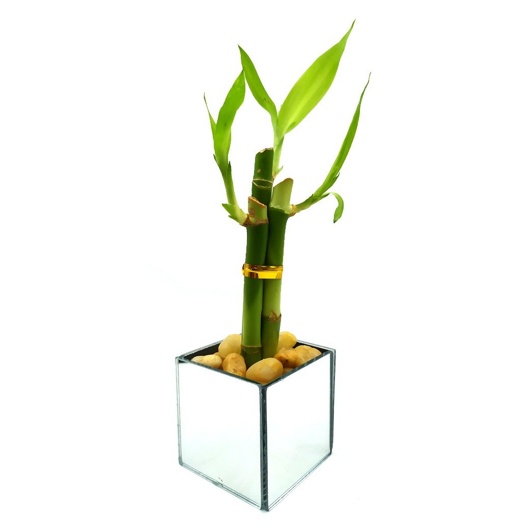 Vaso Quadrado Espelhado com Bambu da Sorte