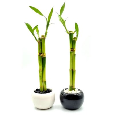 Bambu da Sorte com Vaso Yin Yang