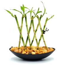 Vaso Canoa com Panda e Bambu da Sorte