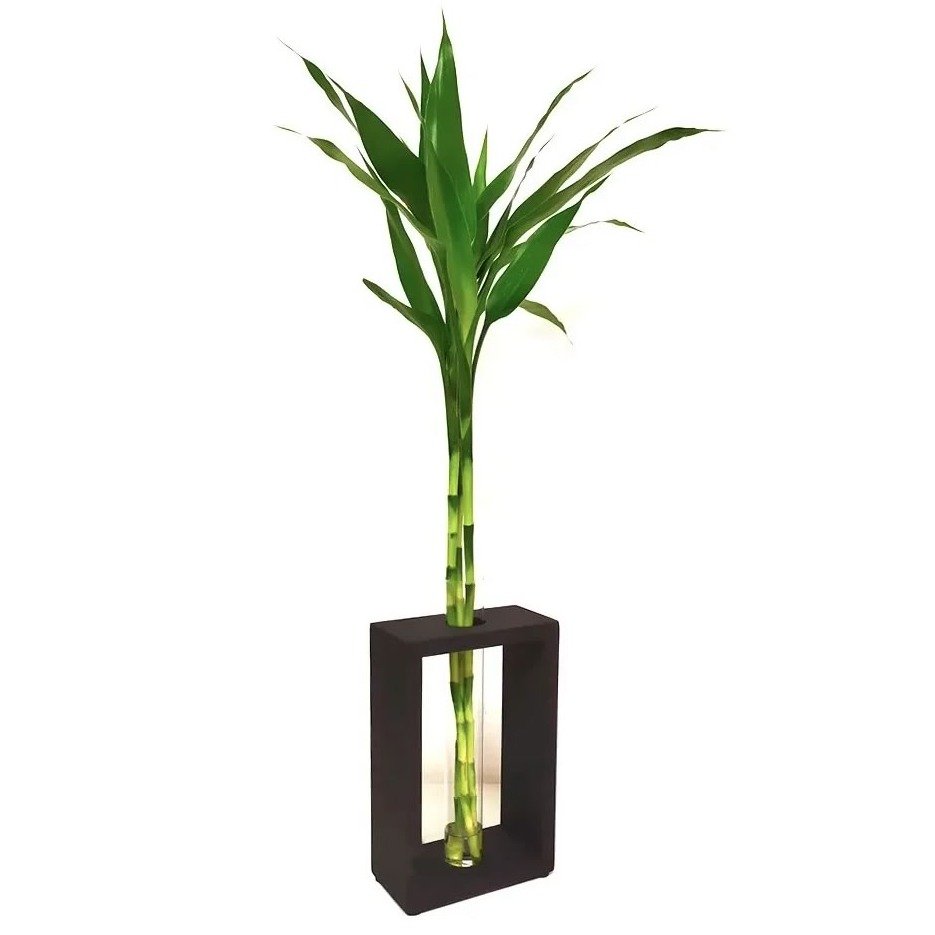 Bambu da Sorte com Suporte Extra Grande
