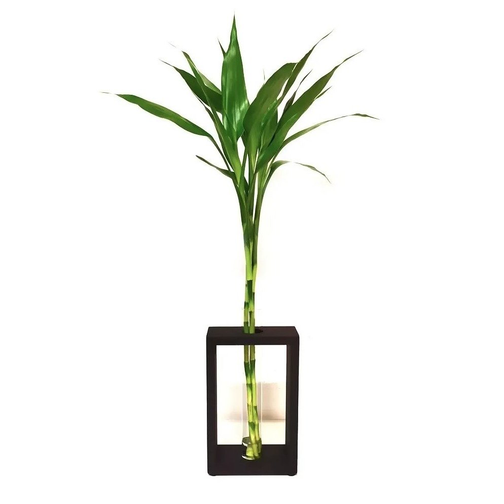 Bambu da Sorte com Suporte Extra Grande