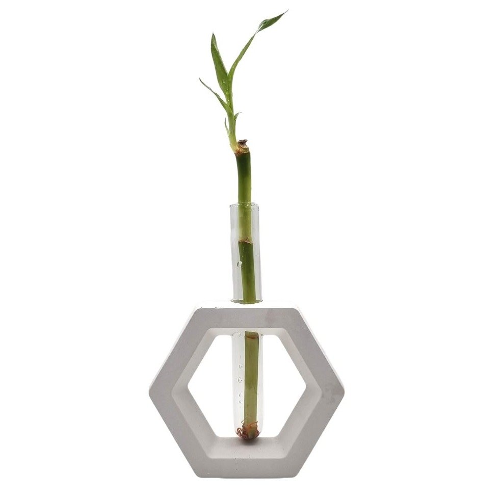 Bambu da Sorte com Suporte Hexágono e Tubo de Vidro