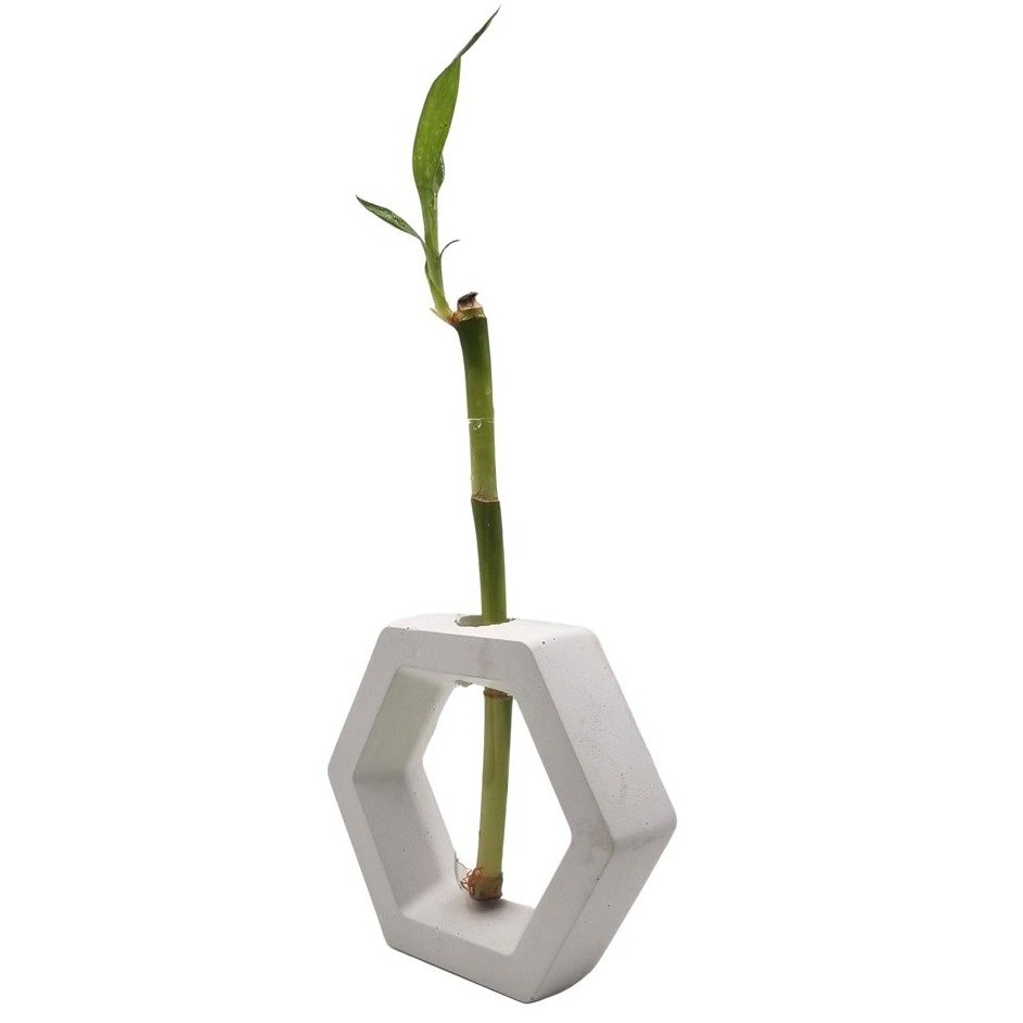 Bambu da Sorte com Suporte Hexágono e Tubo de Vidro