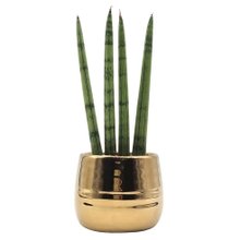 Cachepot Dourado com Lança de São Jorge