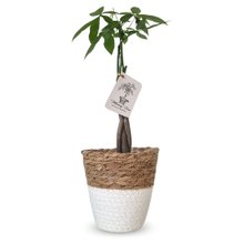 Cachepot Palha com Árvore do Dinheiro