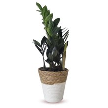 Cachepot Palha com Zamioculca Black Queen