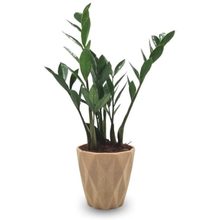 Cachepot Diamante com Zamioculca Baby