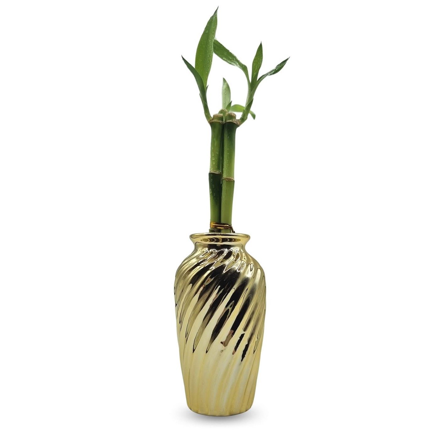 Vaso Haiti em Cerâmica com Bambu da Sorte