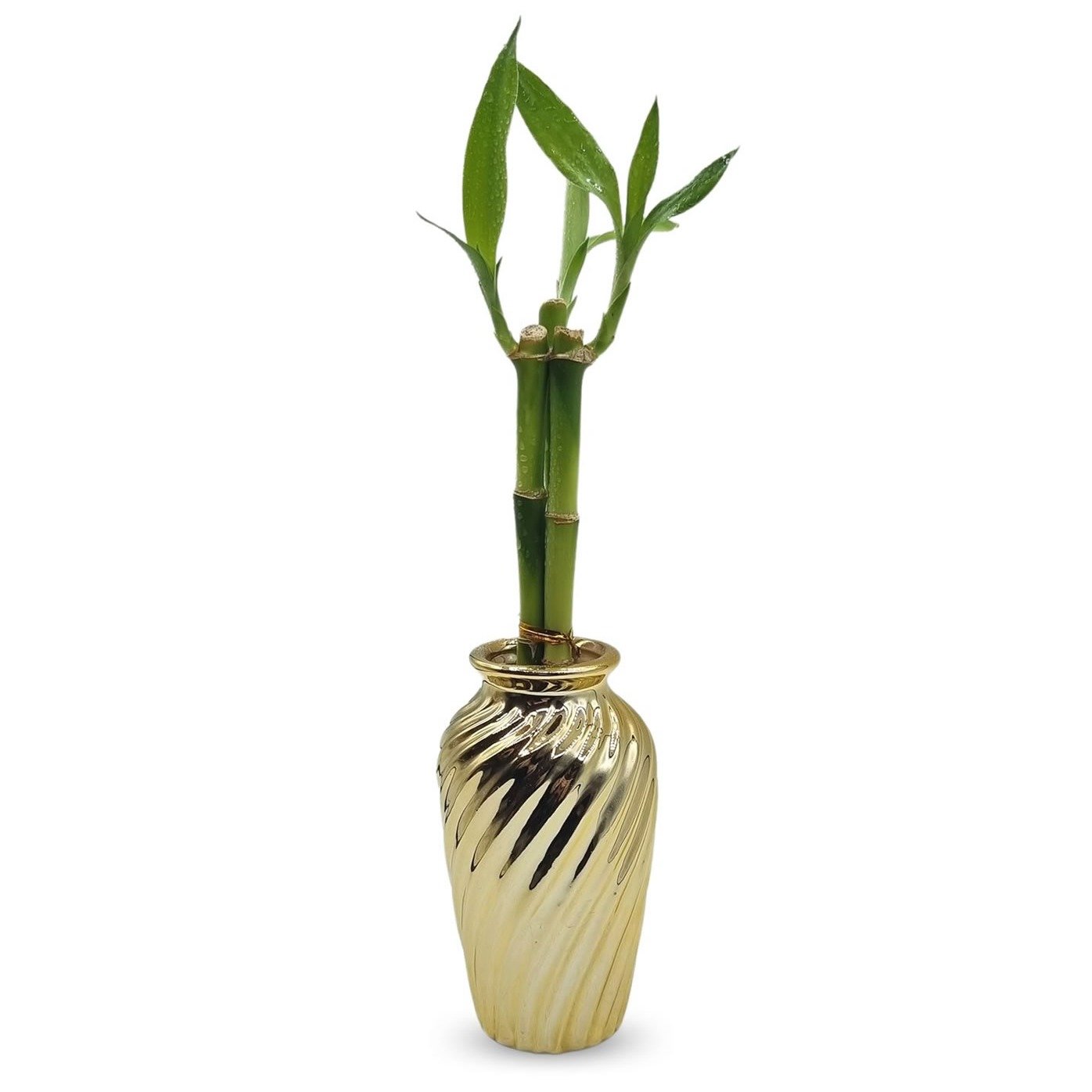 Vaso Haiti em Cerâmica com Bambu da Sorte