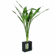 Suporte de Madeira Médio com Bambu da Sorte