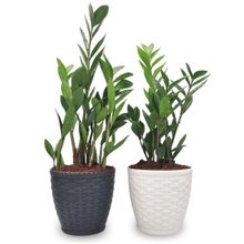 Par de Vasos Yin Yang com Planta Zamioculca