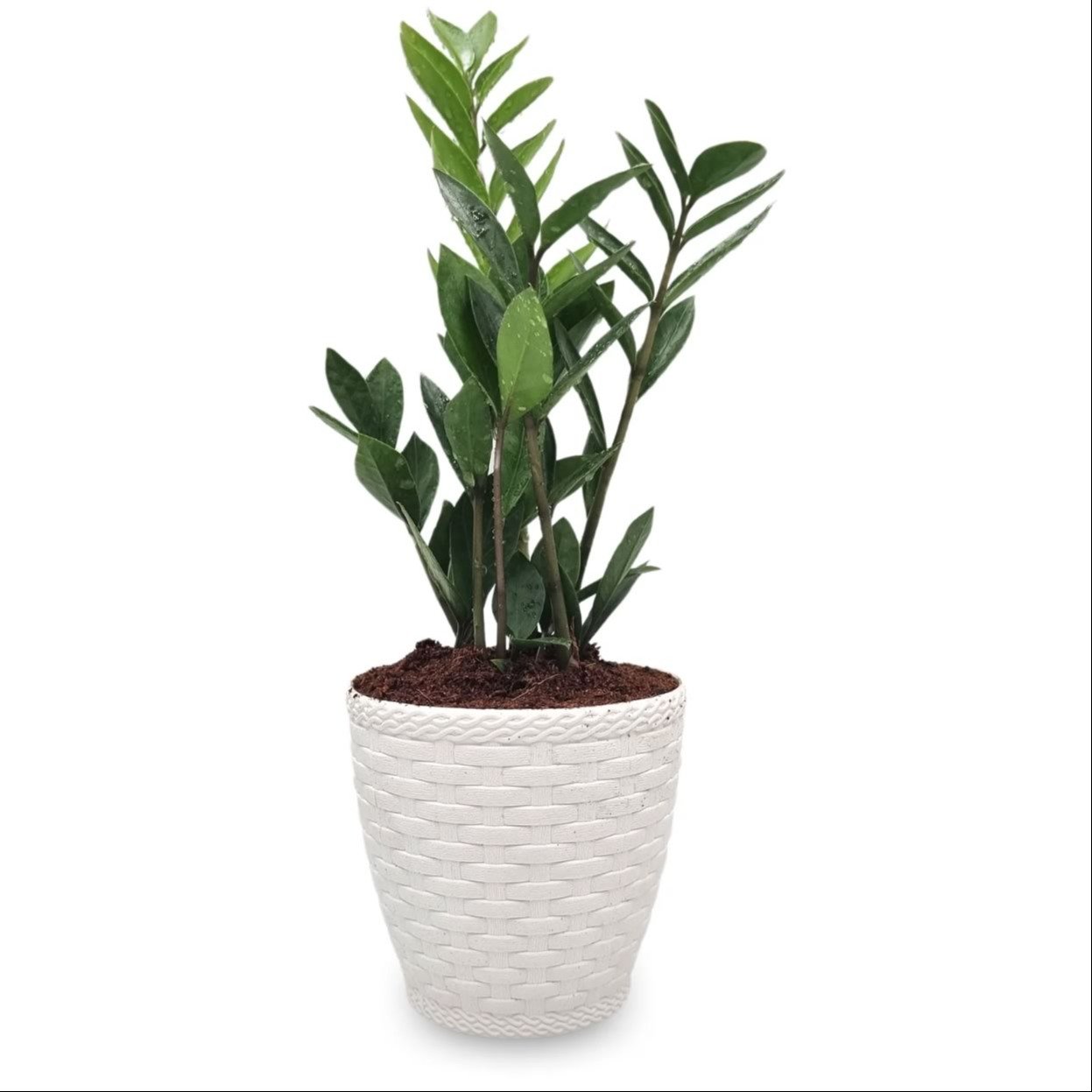 Par de Vasos Yin Yang com Planta Zamioculca