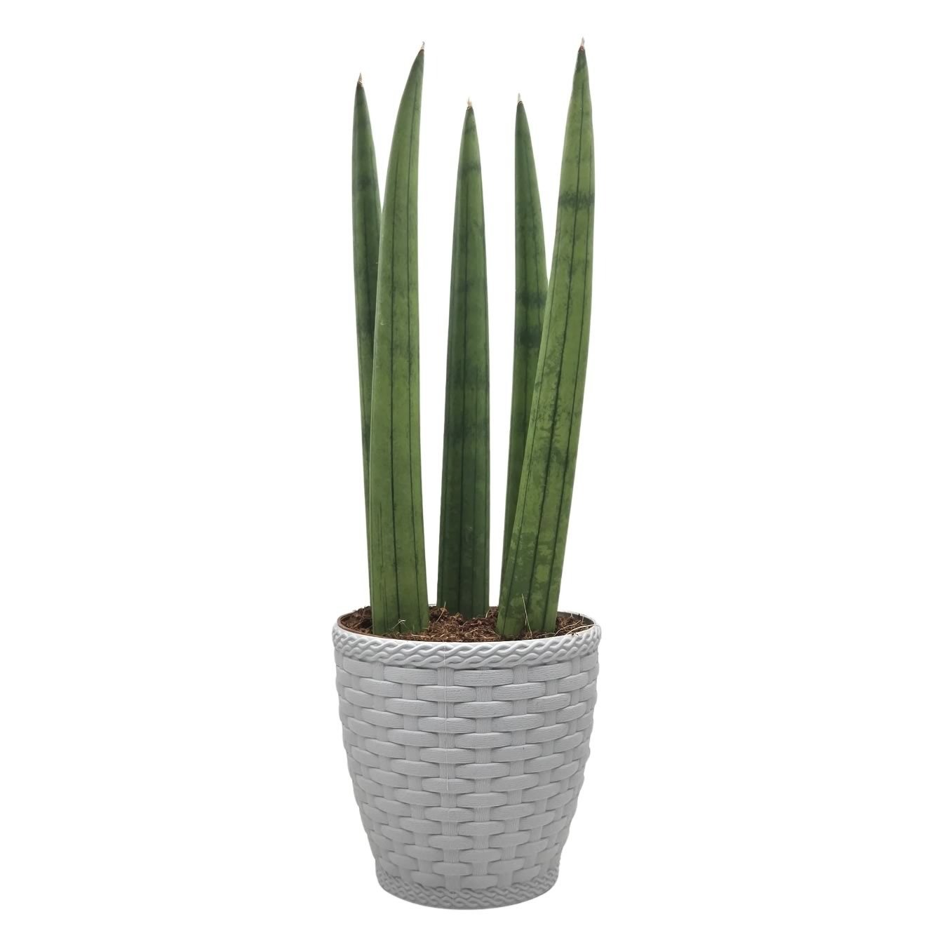 Cachepot com Planta Lança de São Jorge