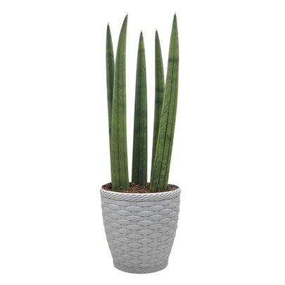 Cachepot com Planta Lança de São Jorge