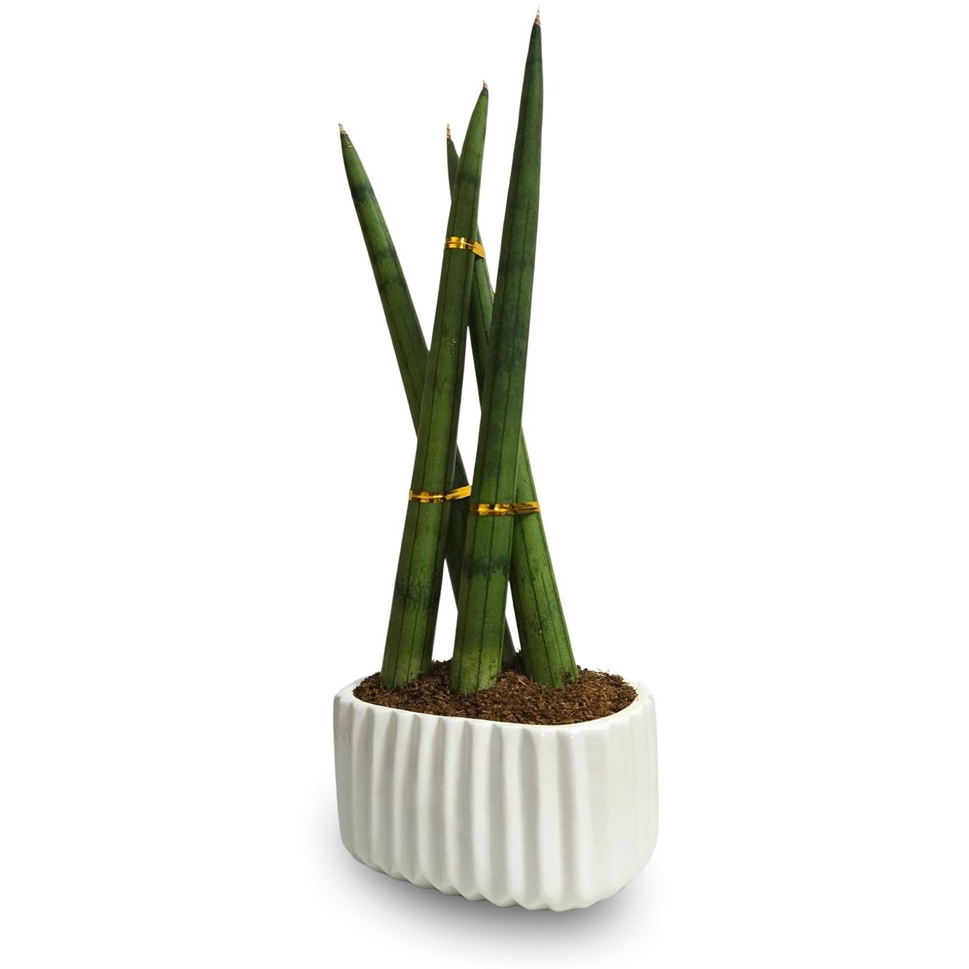 Cachepot com Lança de São Jorge Trançada