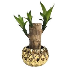 Cachepot em Cerâmica com Muda de Pau D'Água