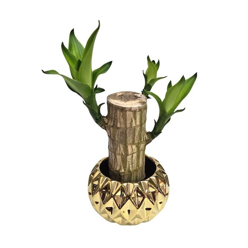 Cachepot em Cerâmica com Muda de Pau D'Água