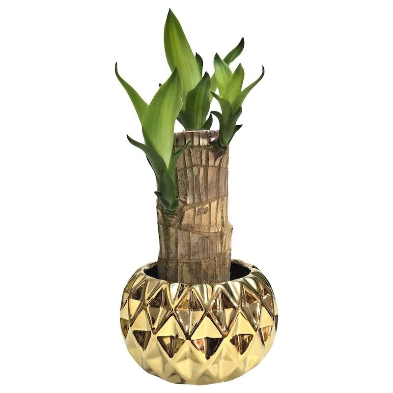 Cachepot em Cerâmica com Muda de Pau D'Água